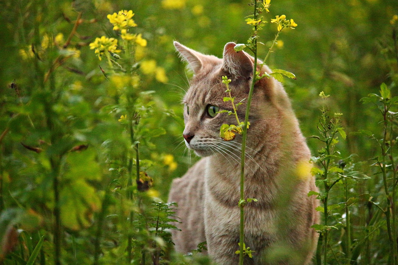 Understanding the Gentle Nature of the Russian Blue